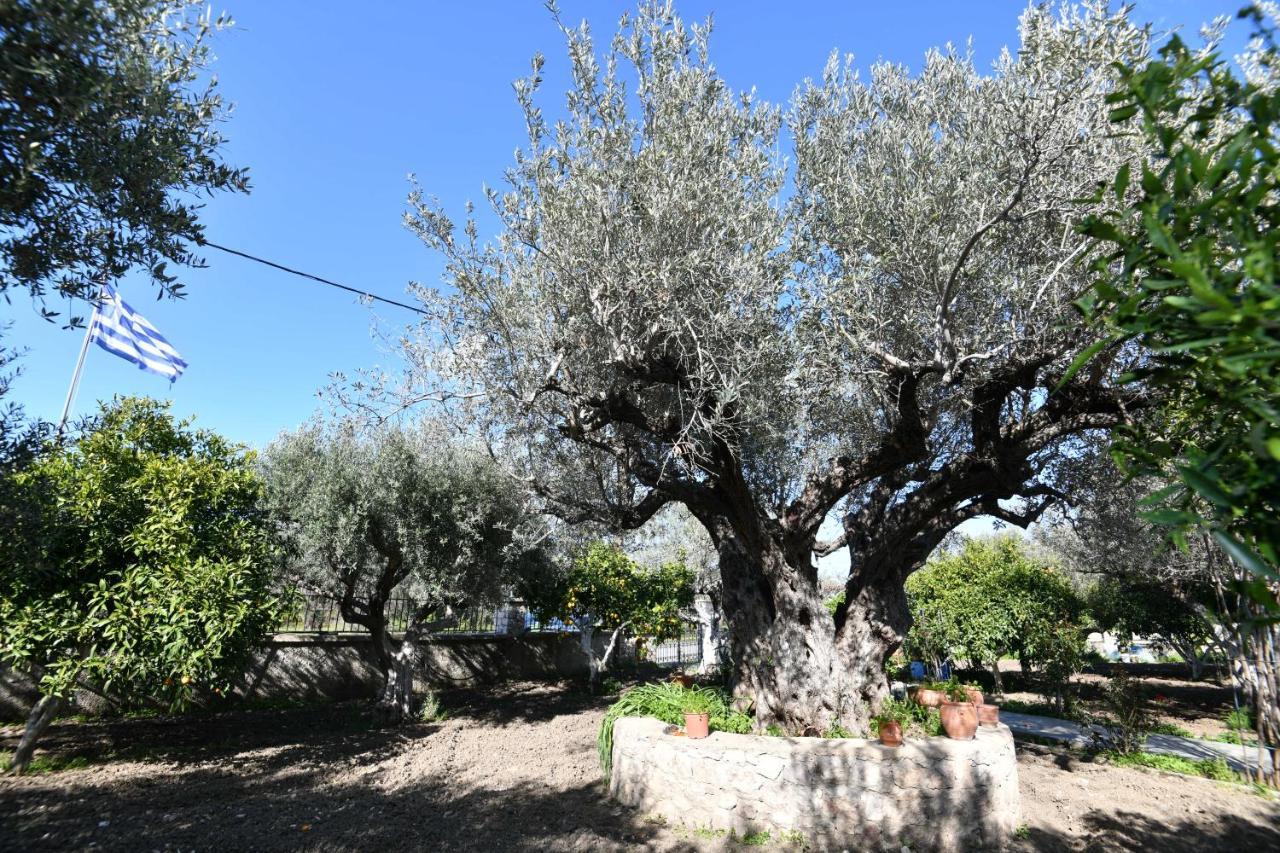 Villa Kavalino Kolymbia Eksteriør billede